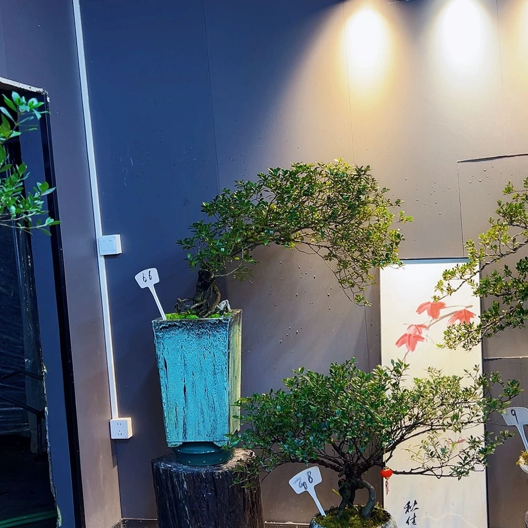 海岛四季榄叶栀子花韩*岗