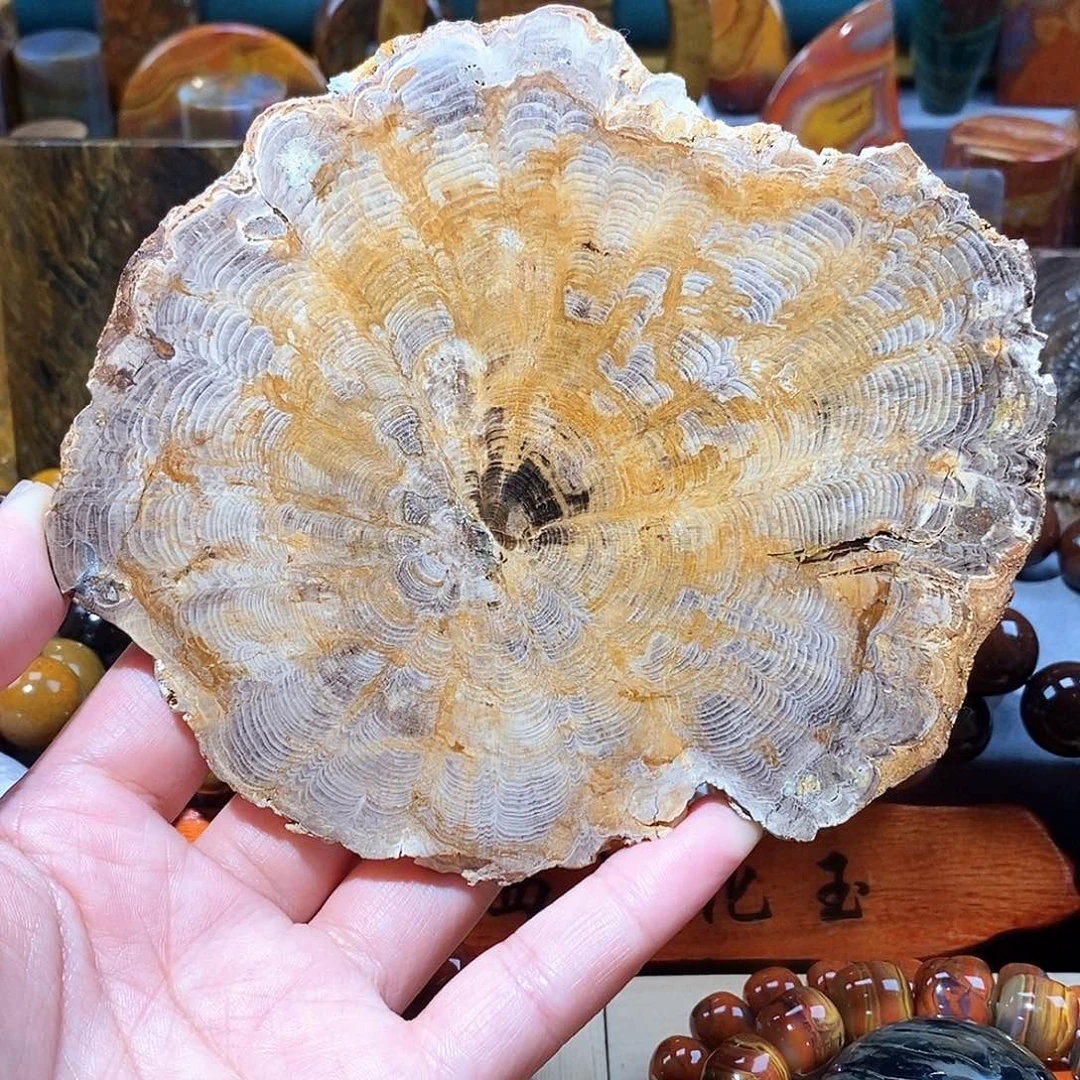 硅化玉天然北票硅化玉原石未镶嵌