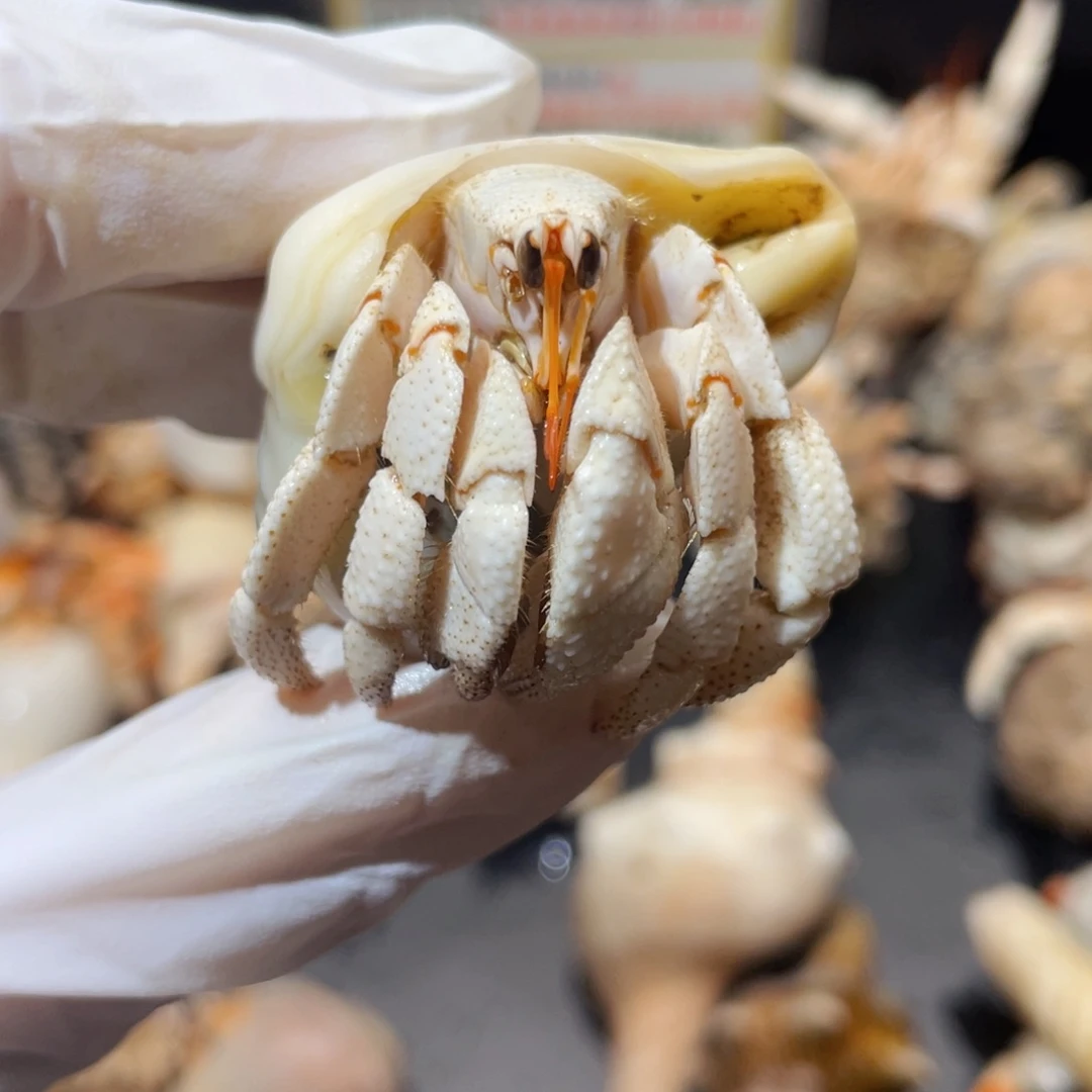 蜗居异宠寄居蟹0499，白草，茉莉花茶白