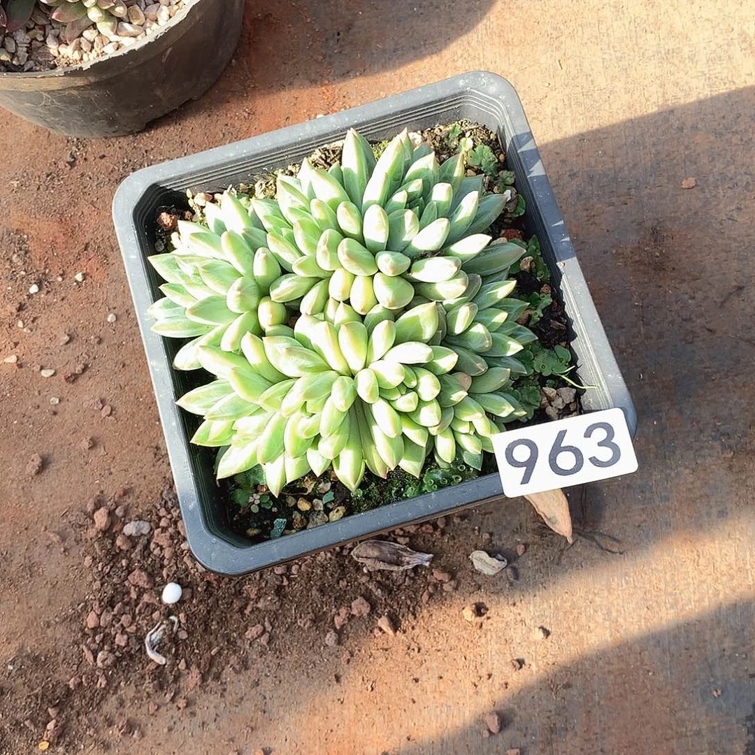 963美人 一物一拍多肉