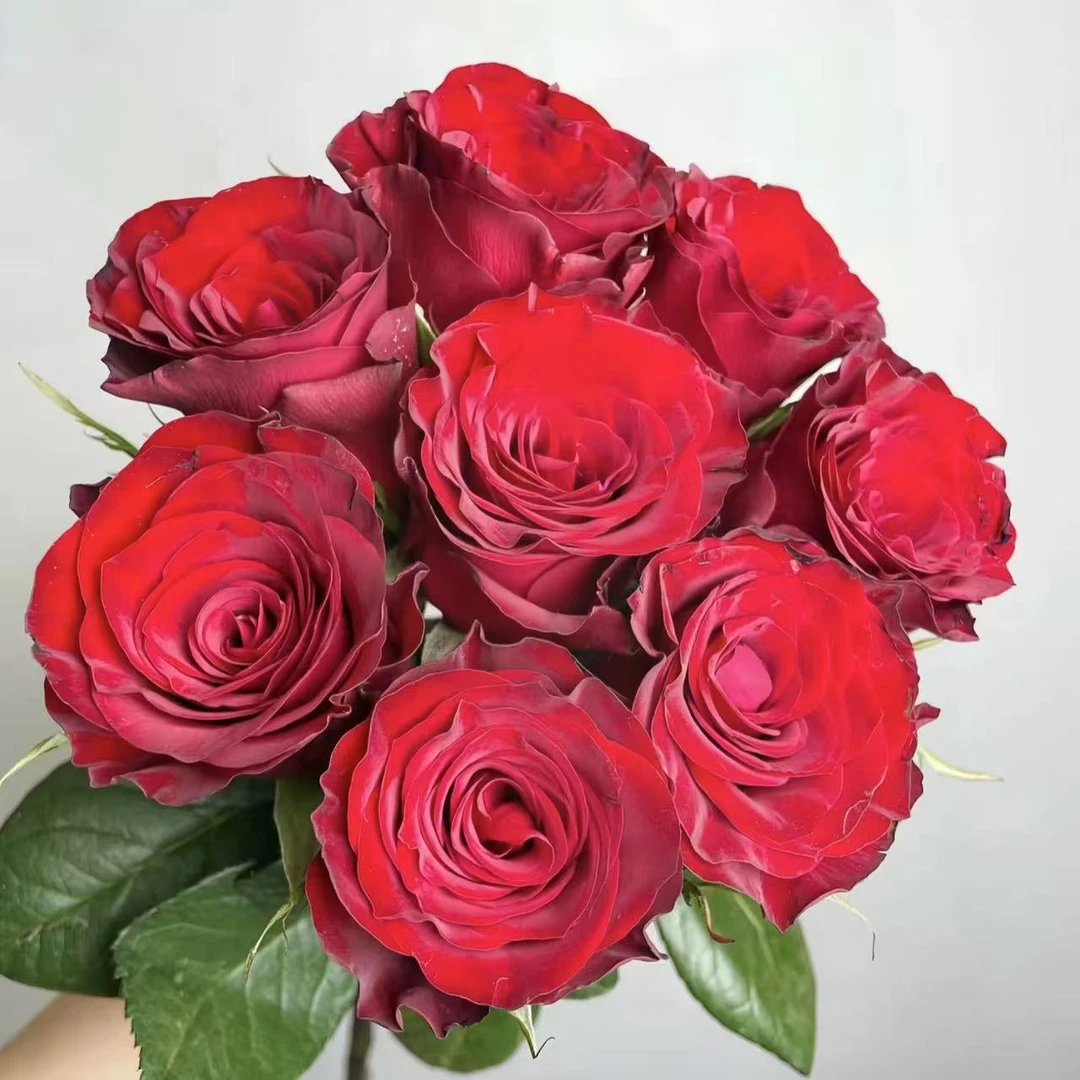 扦插中苗土球发【高原红】花期超级长，花瓣带有丝绒质感