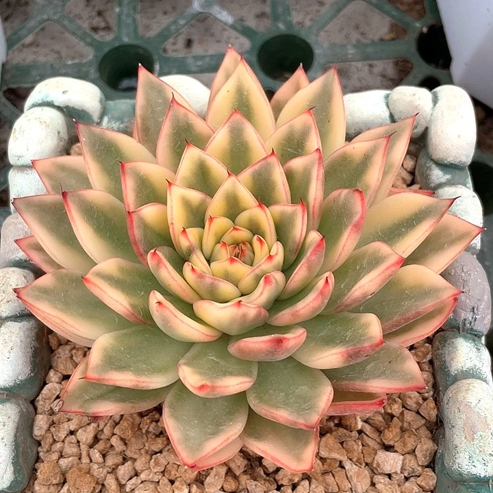 阿诗娜锦一物一拍
