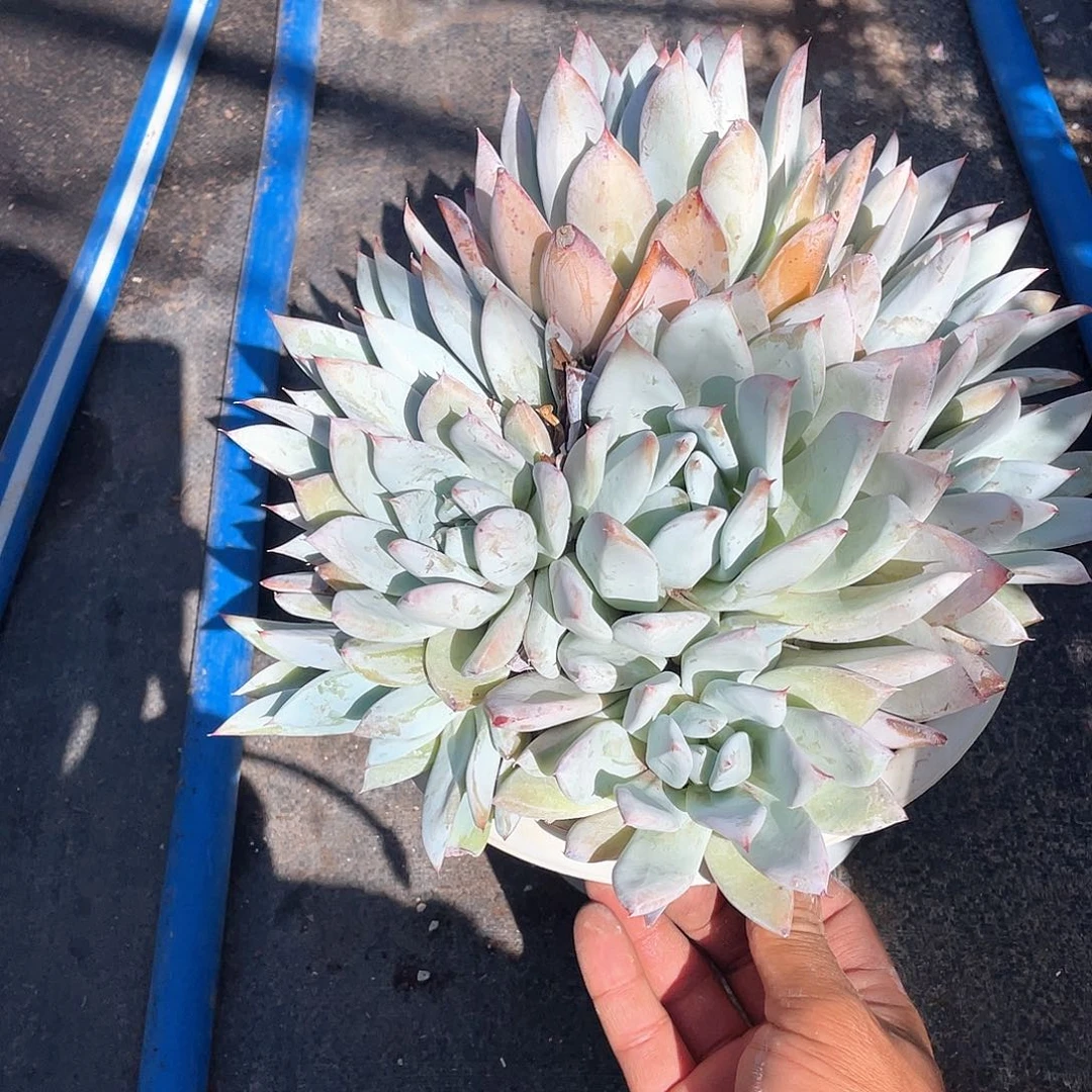 心**阳超大墨西哥巨人带盆发货