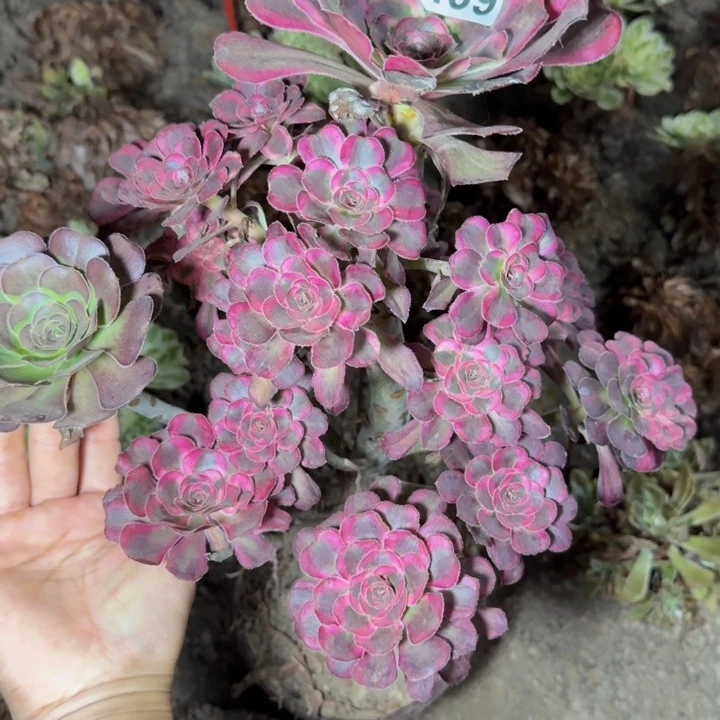 23439南丽娜多肉植物