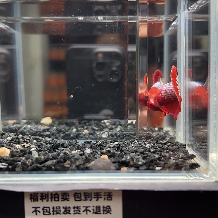 斗鱼竞拍跑单拉黑19日90