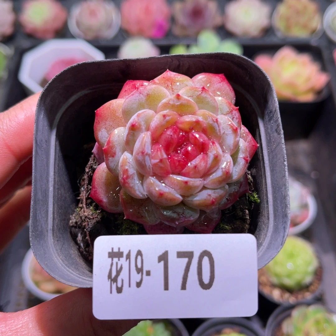 花利美19-170雪颜玉