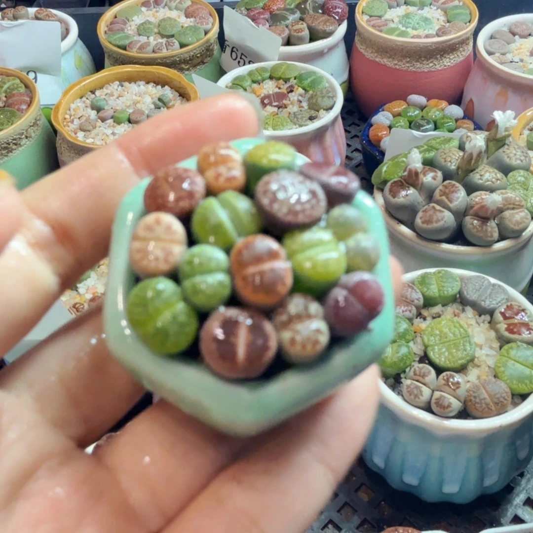 多肉植物开播福利654