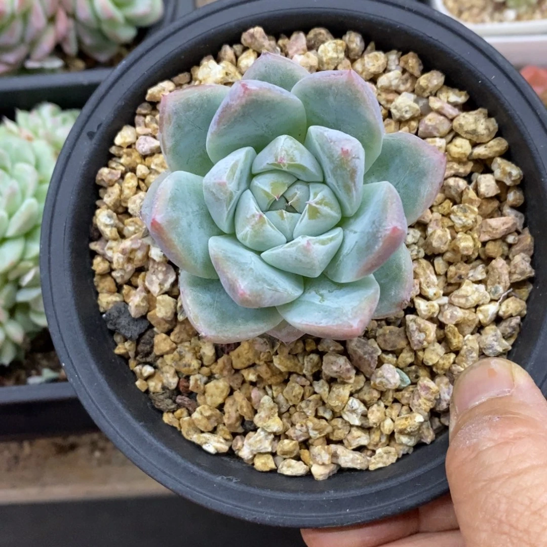 精品多肉一物一拍不包整386