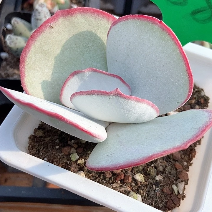 多肉植物白眉880多肉