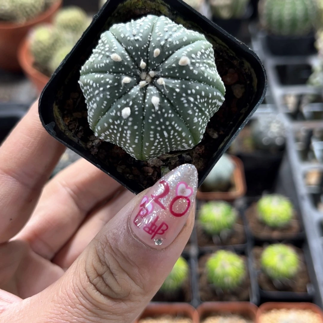 单头海星体单头发货有根发货