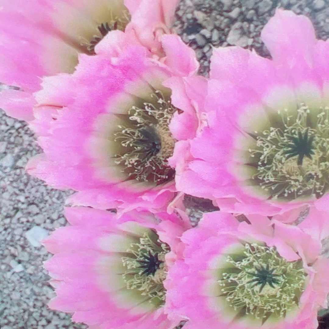 彩虹虾 侧芽 满20包邮
