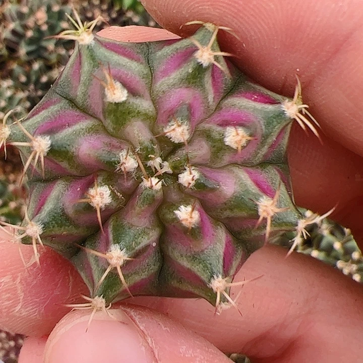 畅***当前无花栽培后可以开花