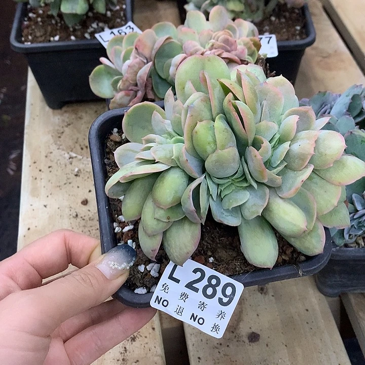 洁***哥桃花坞缀化 多肉植物 9.25号左右发货