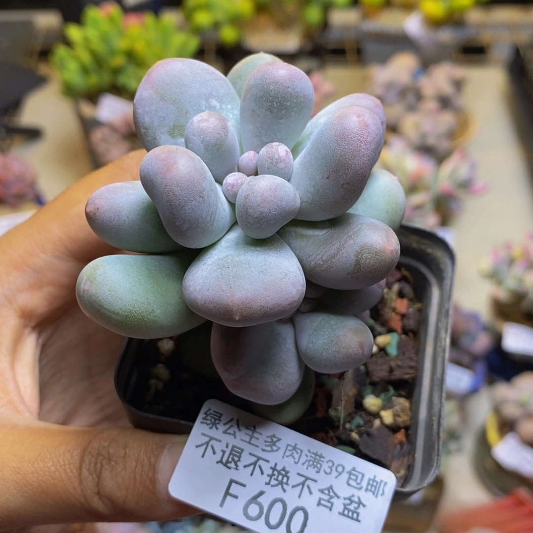 600米可奶多肉7cm