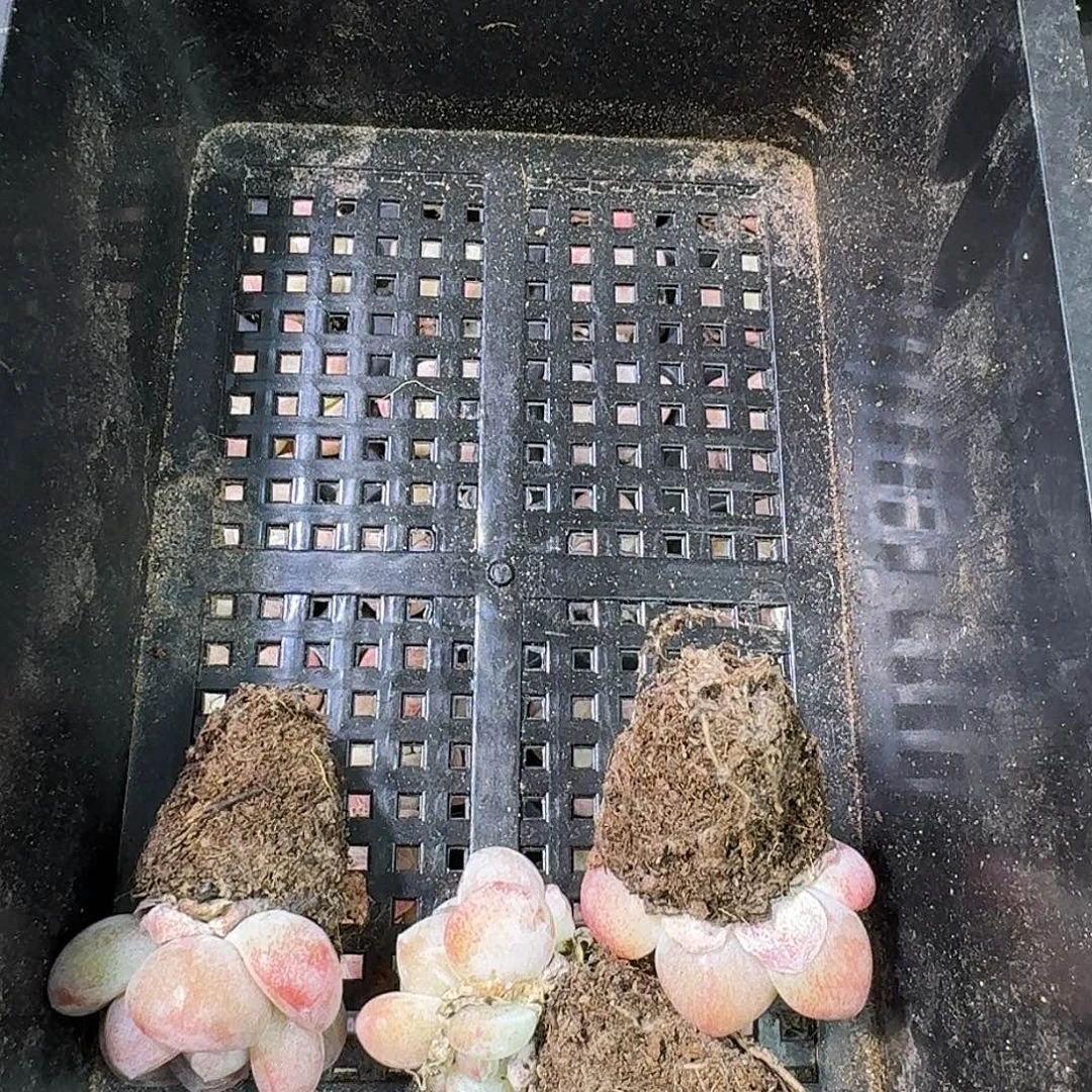 木***槿02号到手50颗，果冻冰玉