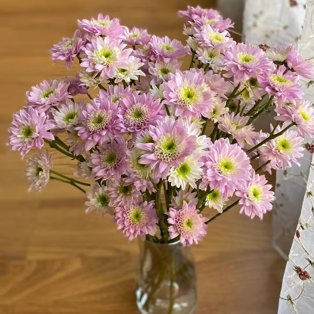 10枝蒙娜丽莎粉小雏菊 花期长好养草花花材【两单顺丰或京东快递】