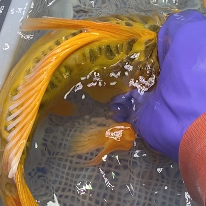 锦鲤冷水锦鲤包邮