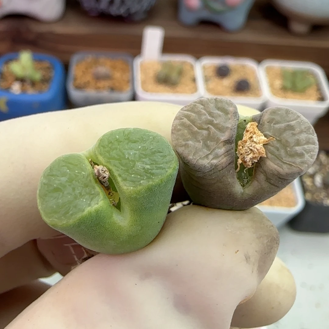 054磁铁优选福利