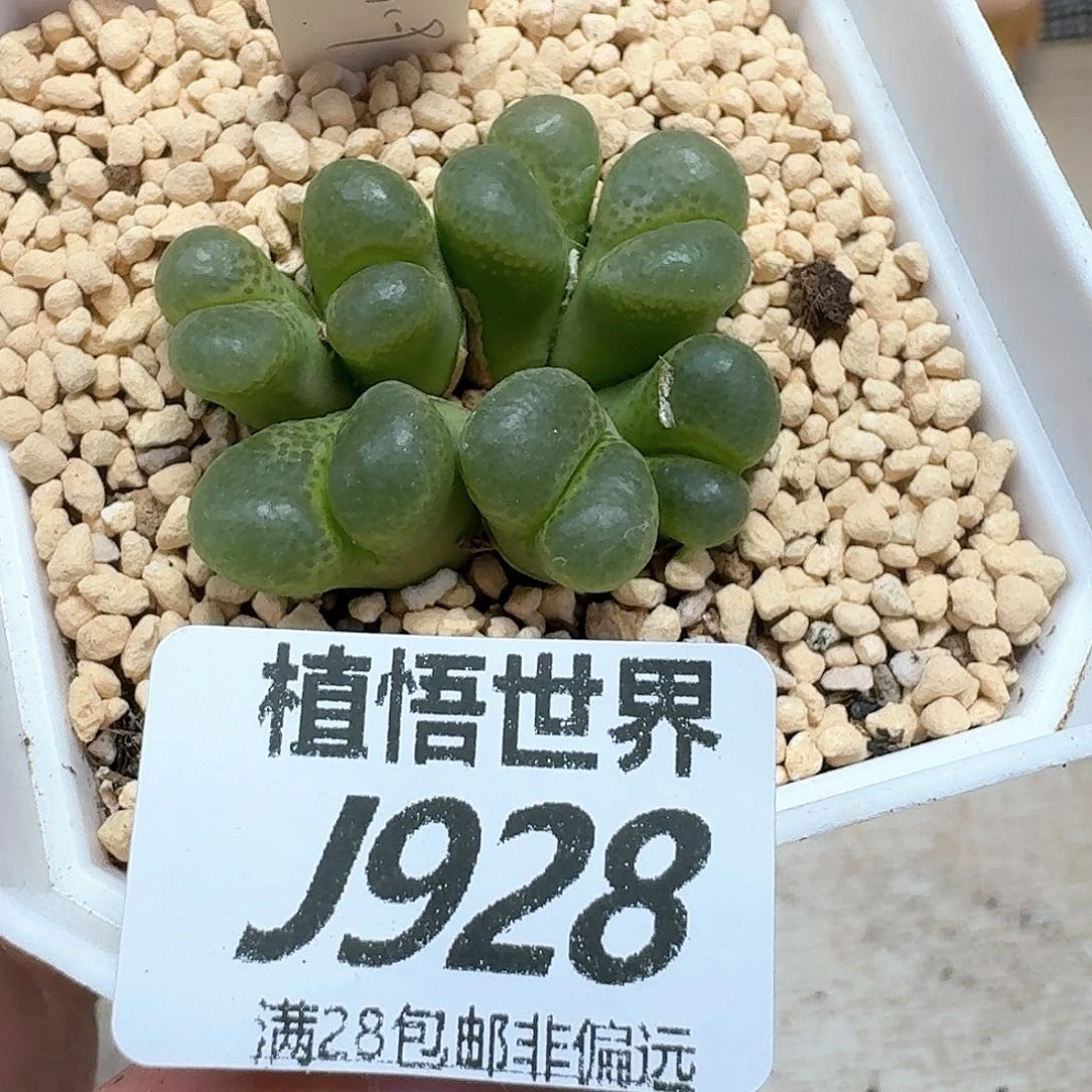 多肉植物多肉植物