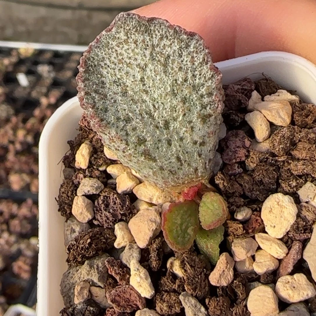 斑画水泡多肉植物