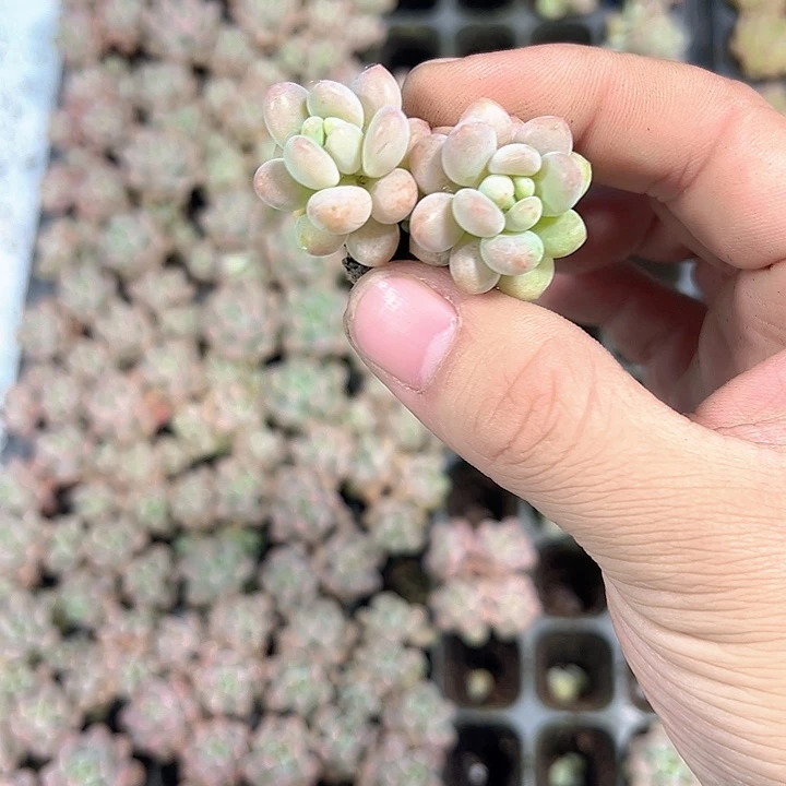 洛可可 满10颗包邮
