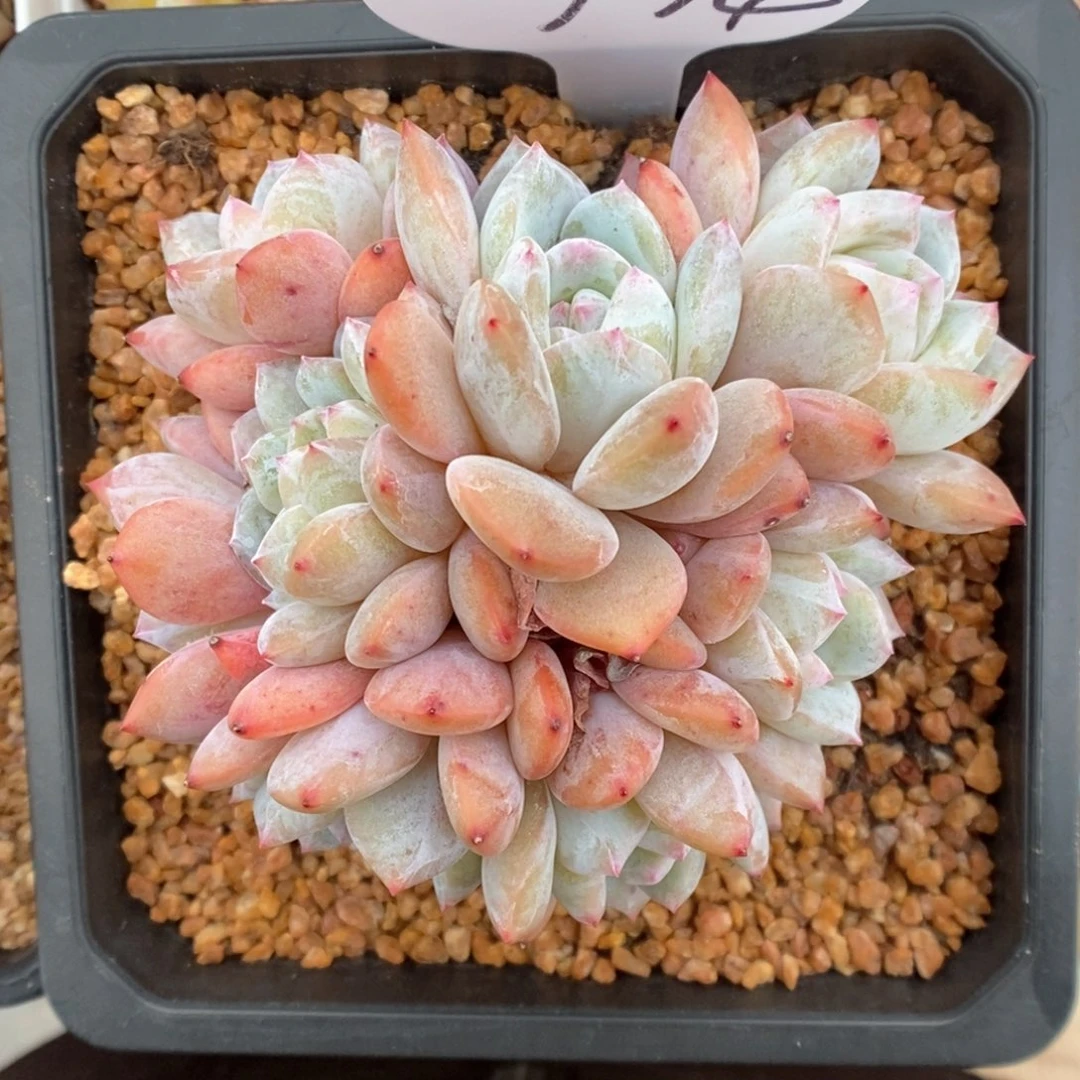 星影群生可拍774号。