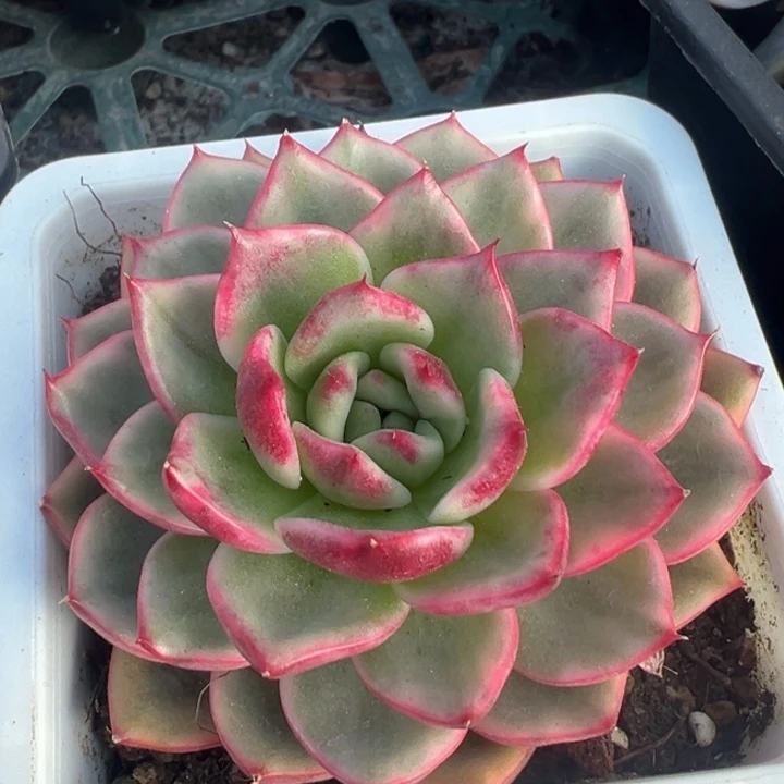 蔚蓝乌木锦一物一拍锦龙