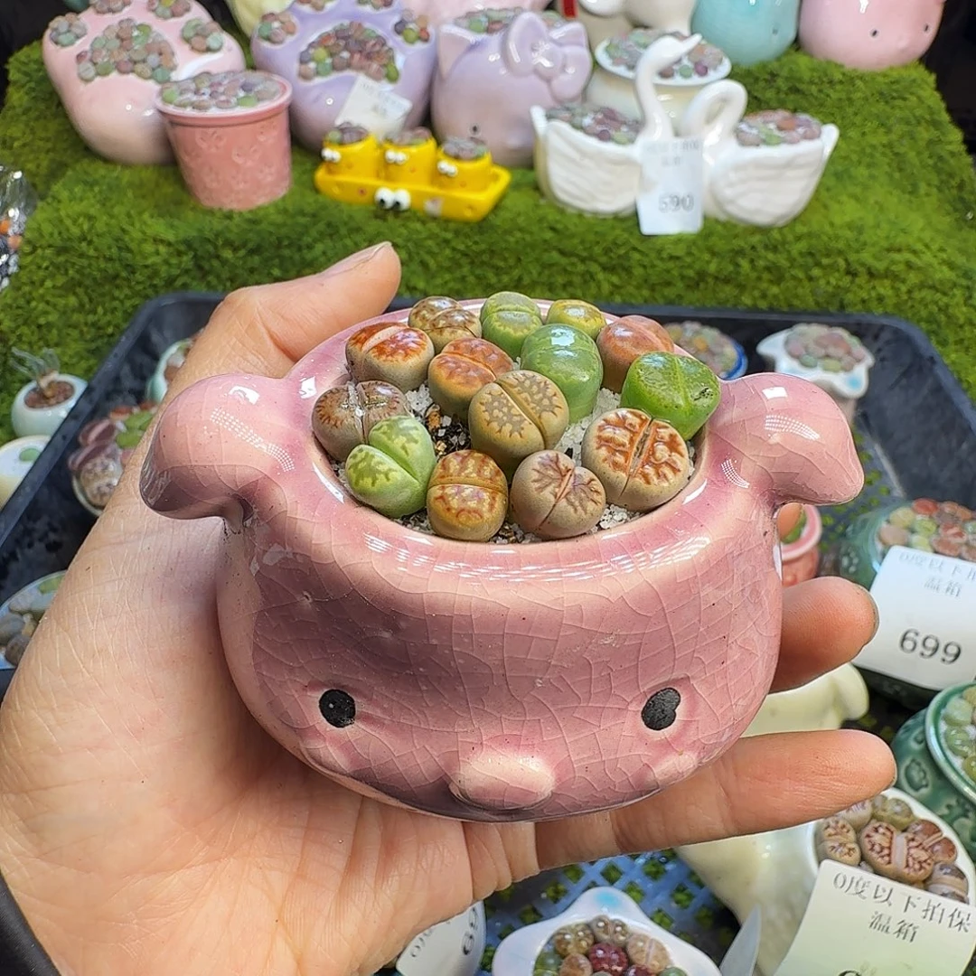 多肉植物福利冲714