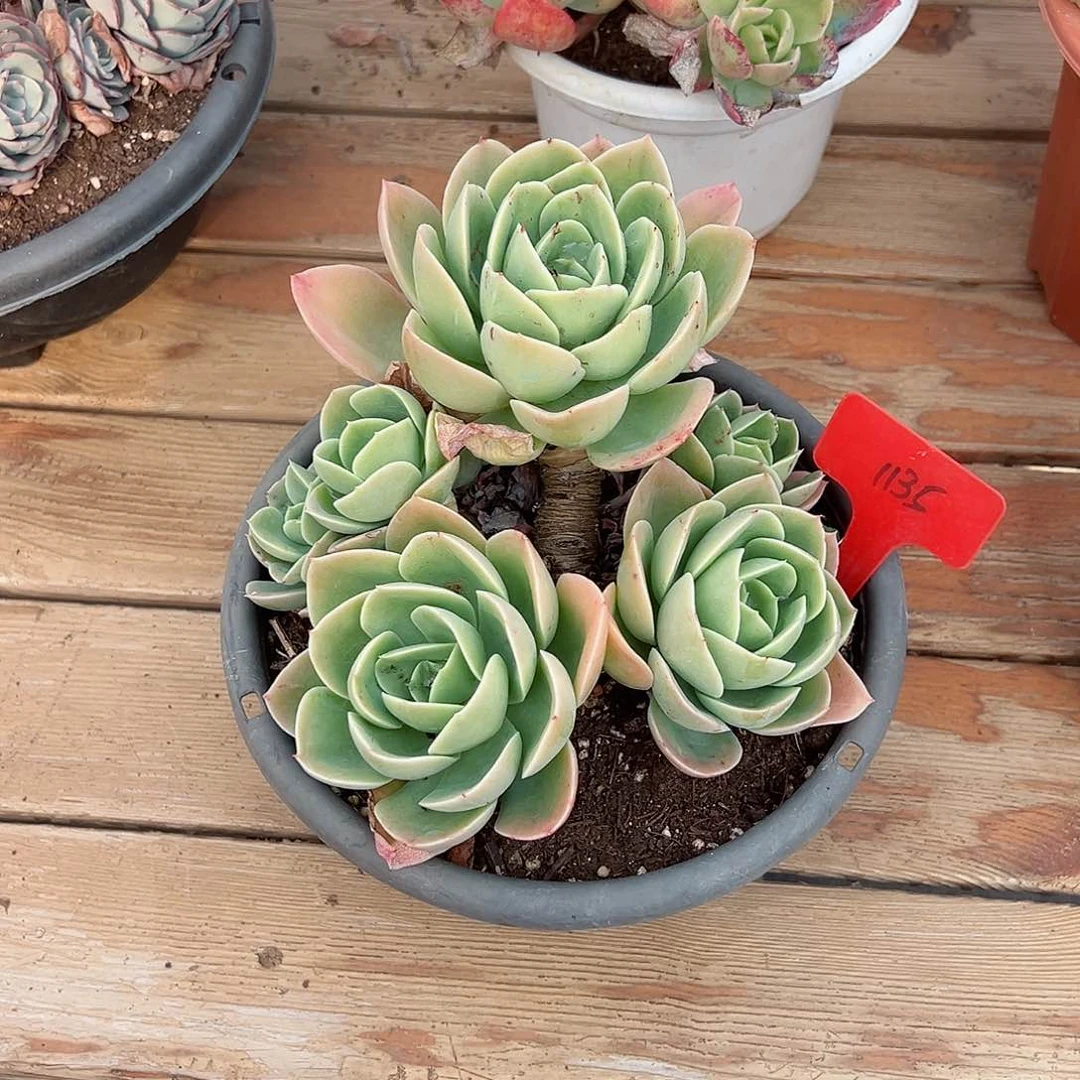 小*哒1135新娜塔多肉植物