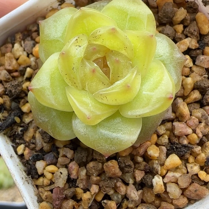 613号宫花冷弦有晒斑