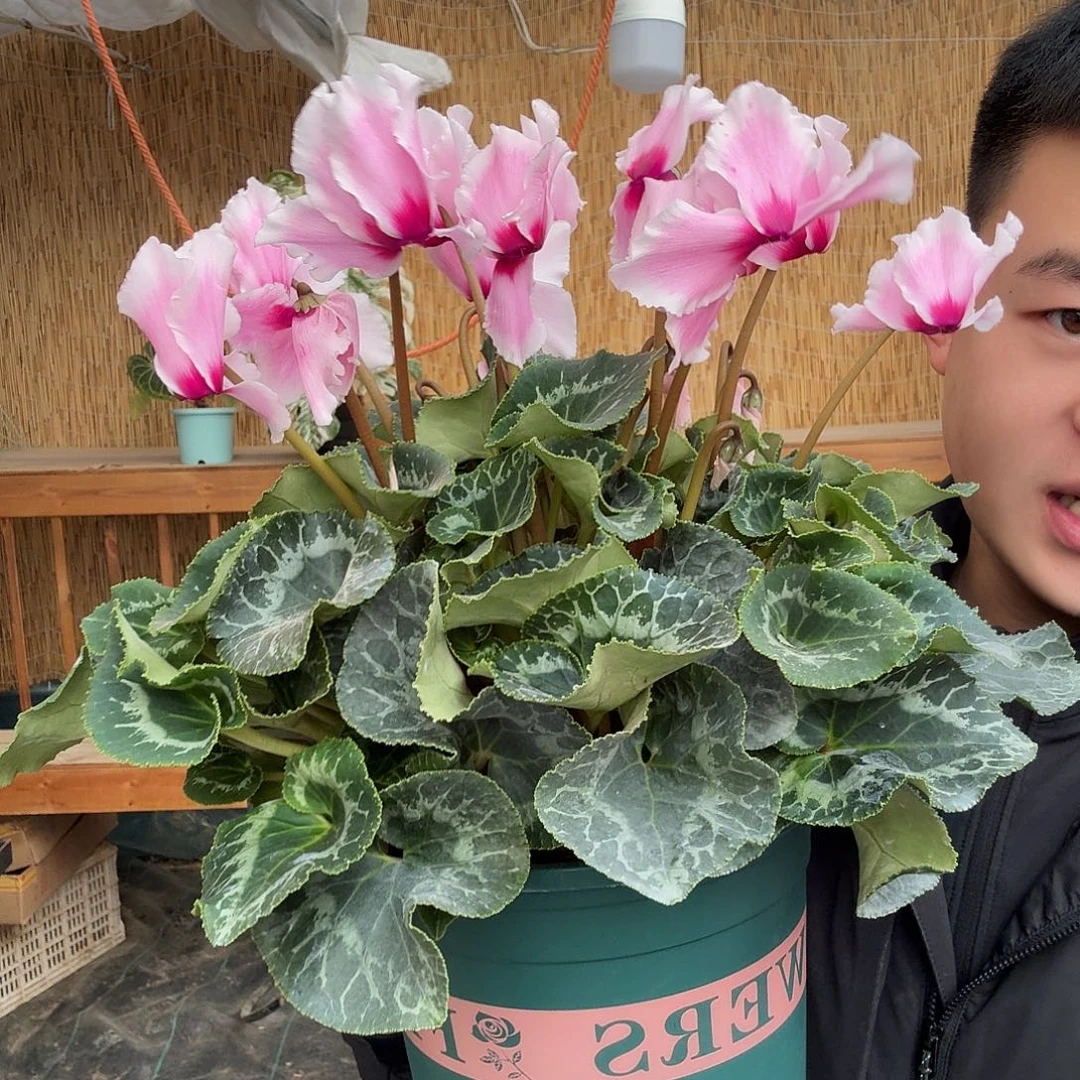 无花朵变异粉白色