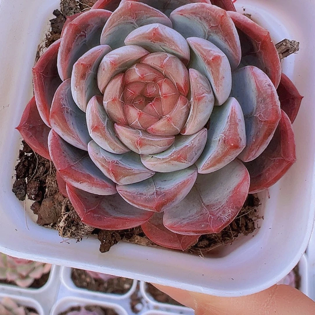 特特珍妮19包邮多肉植物