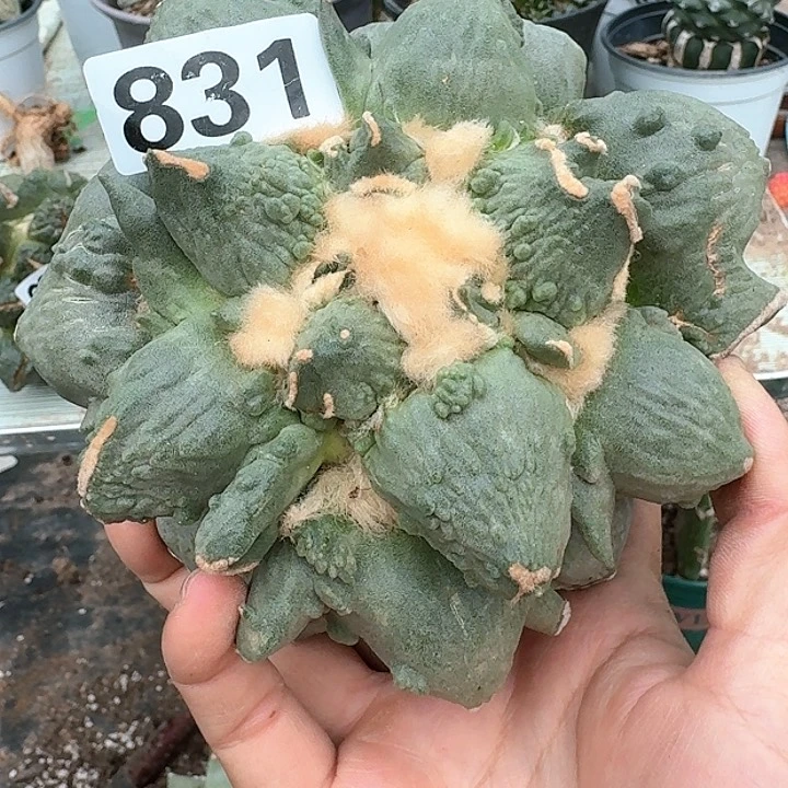 【闪购商品】无花朵桃***地变尤蛋怒母本831