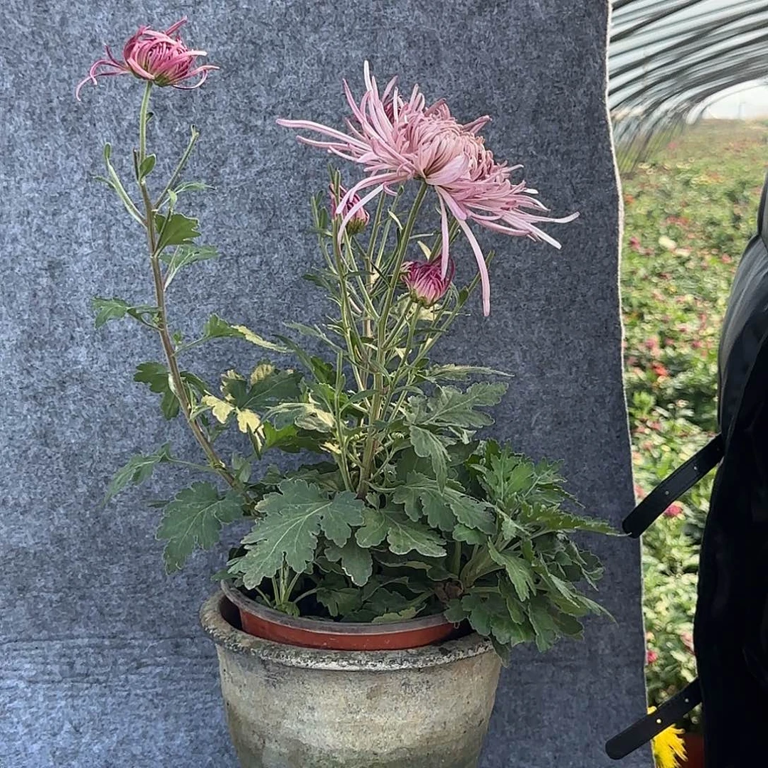 完全开放6464664458