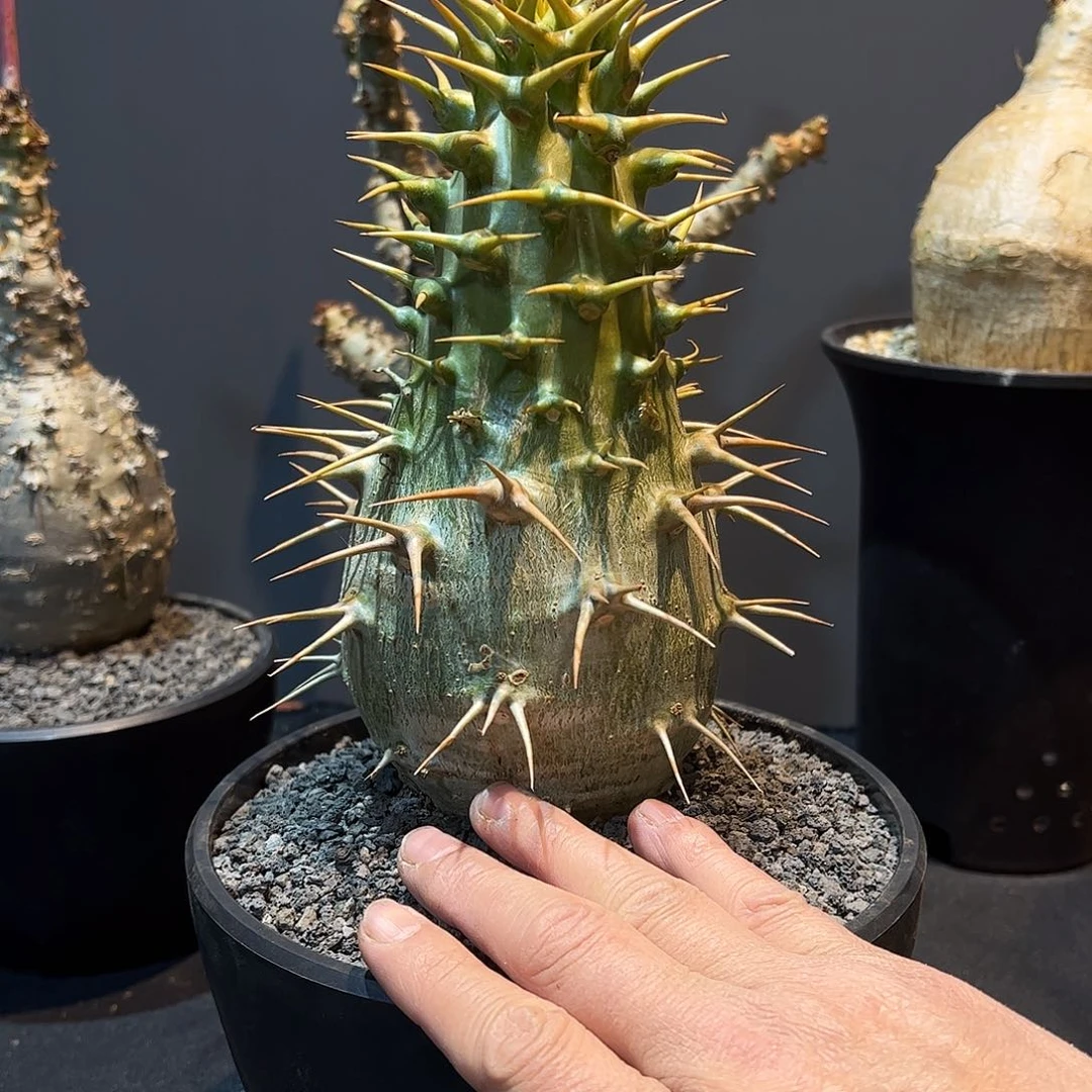 凌***开大安博88877888888