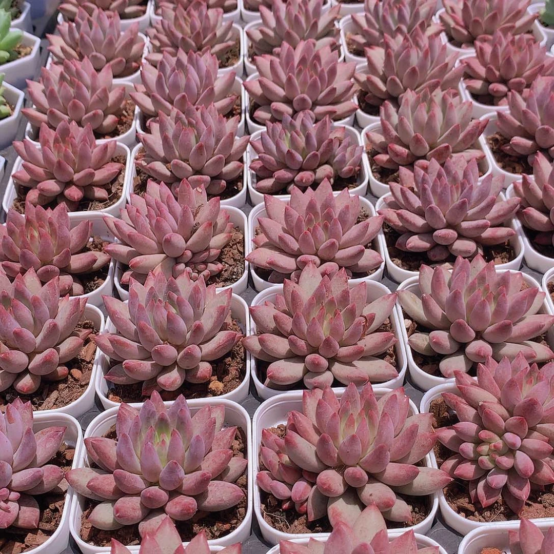 红体虞美人2456778889999