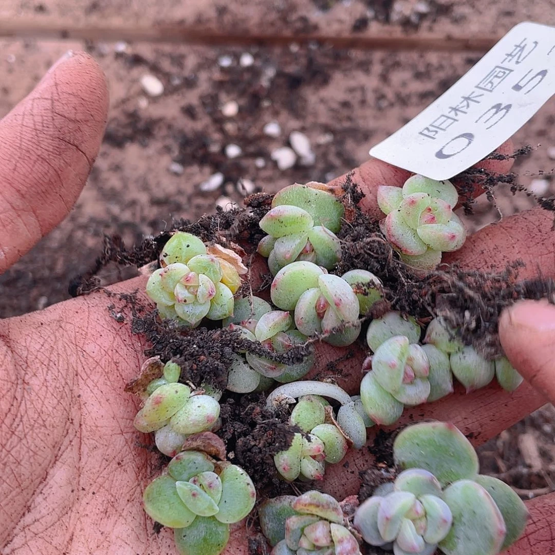 多肉植物多肉植物353