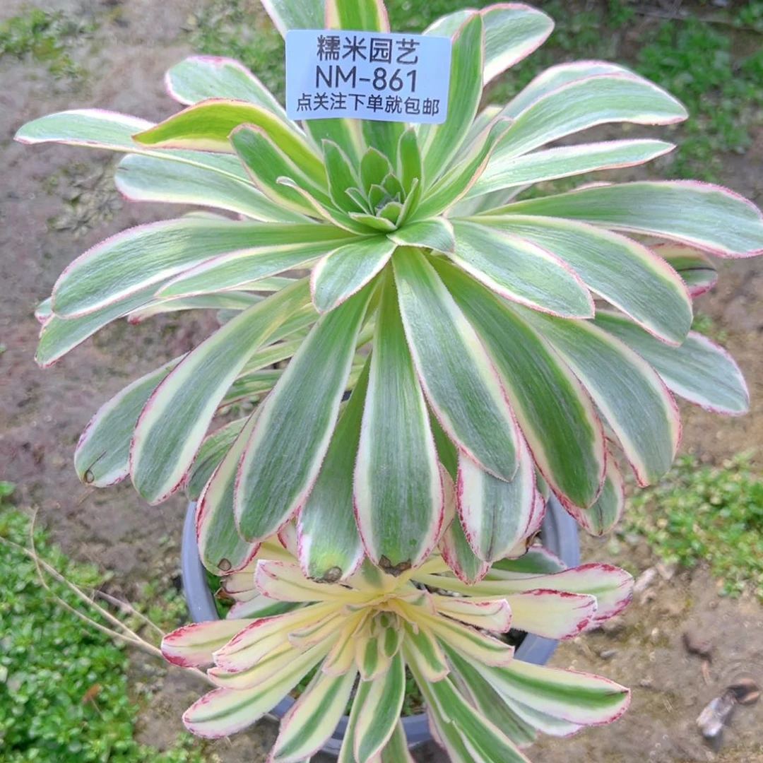 v锦锦多肉植物861