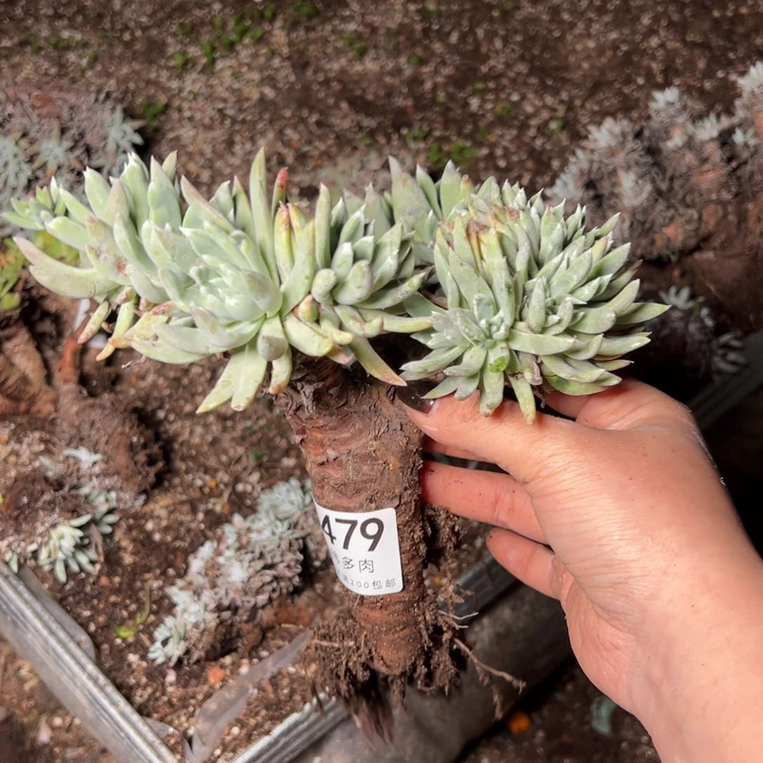 4479哈哈哈哈哈哈