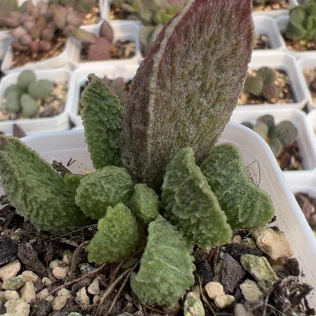 实生新品大苗多肉植物水泡