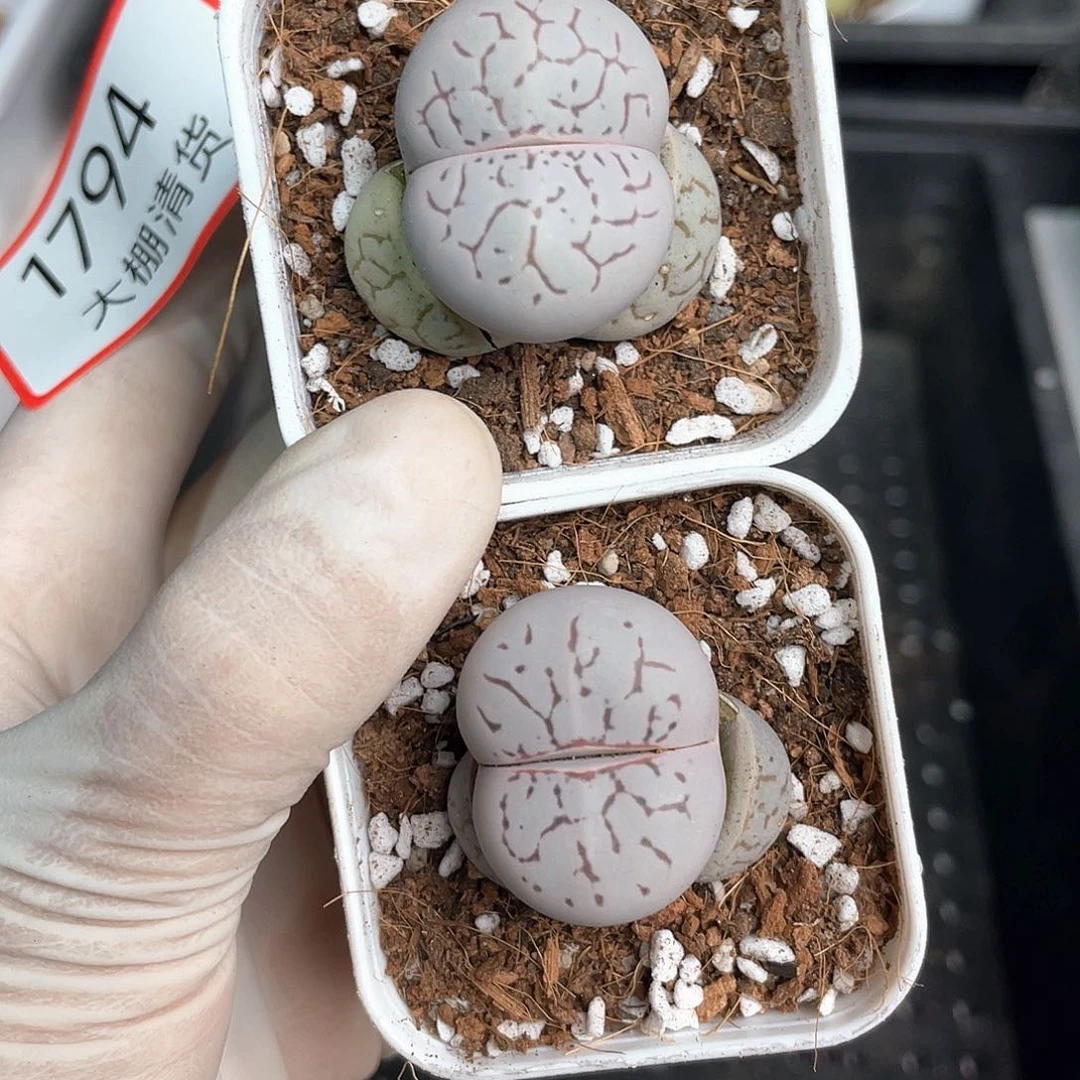 1794大棚清仓甩卖了