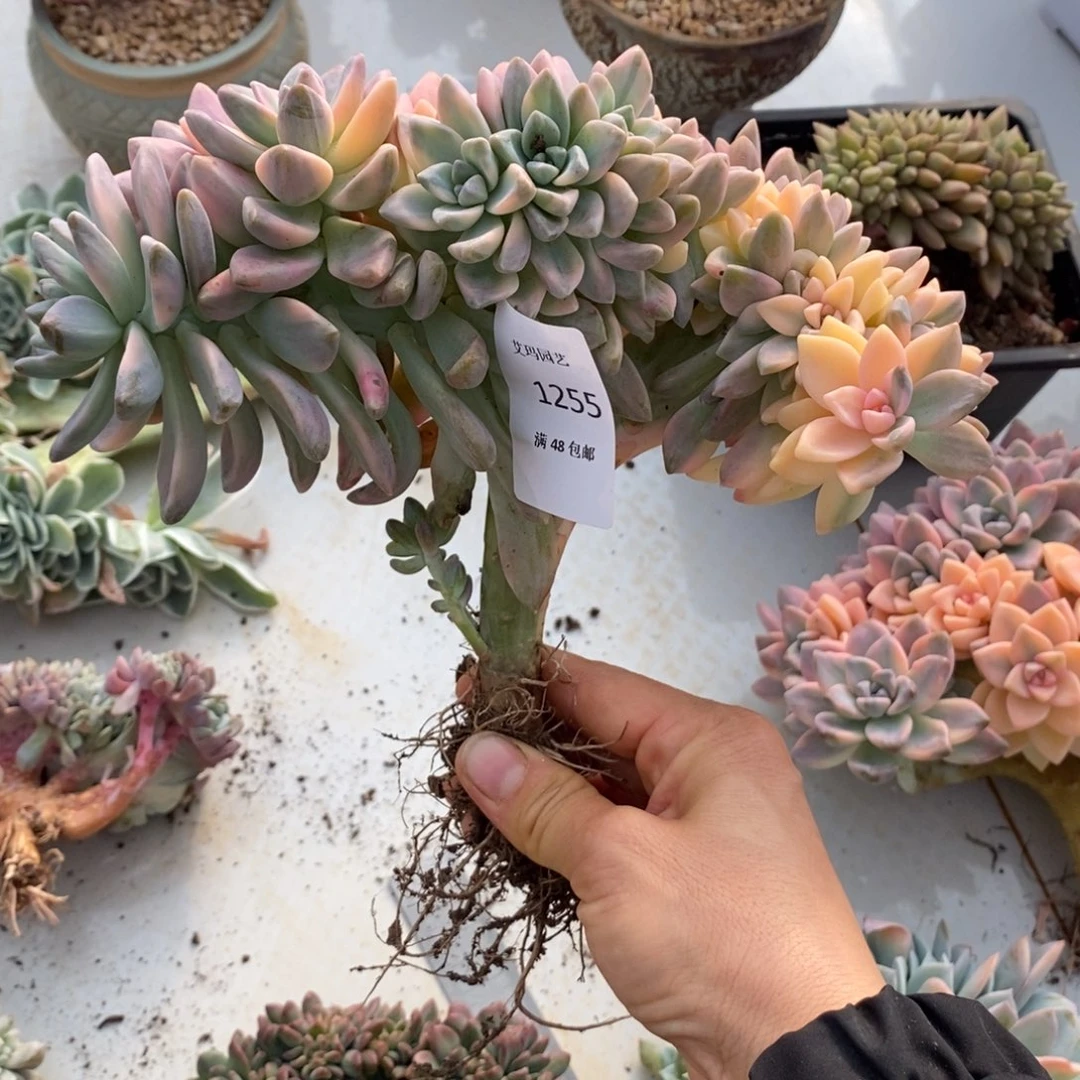 m***o淡雪锦缀化多肉多肉255