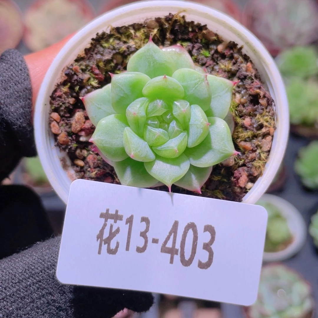 芝***塔花利美13-403新品珍妮