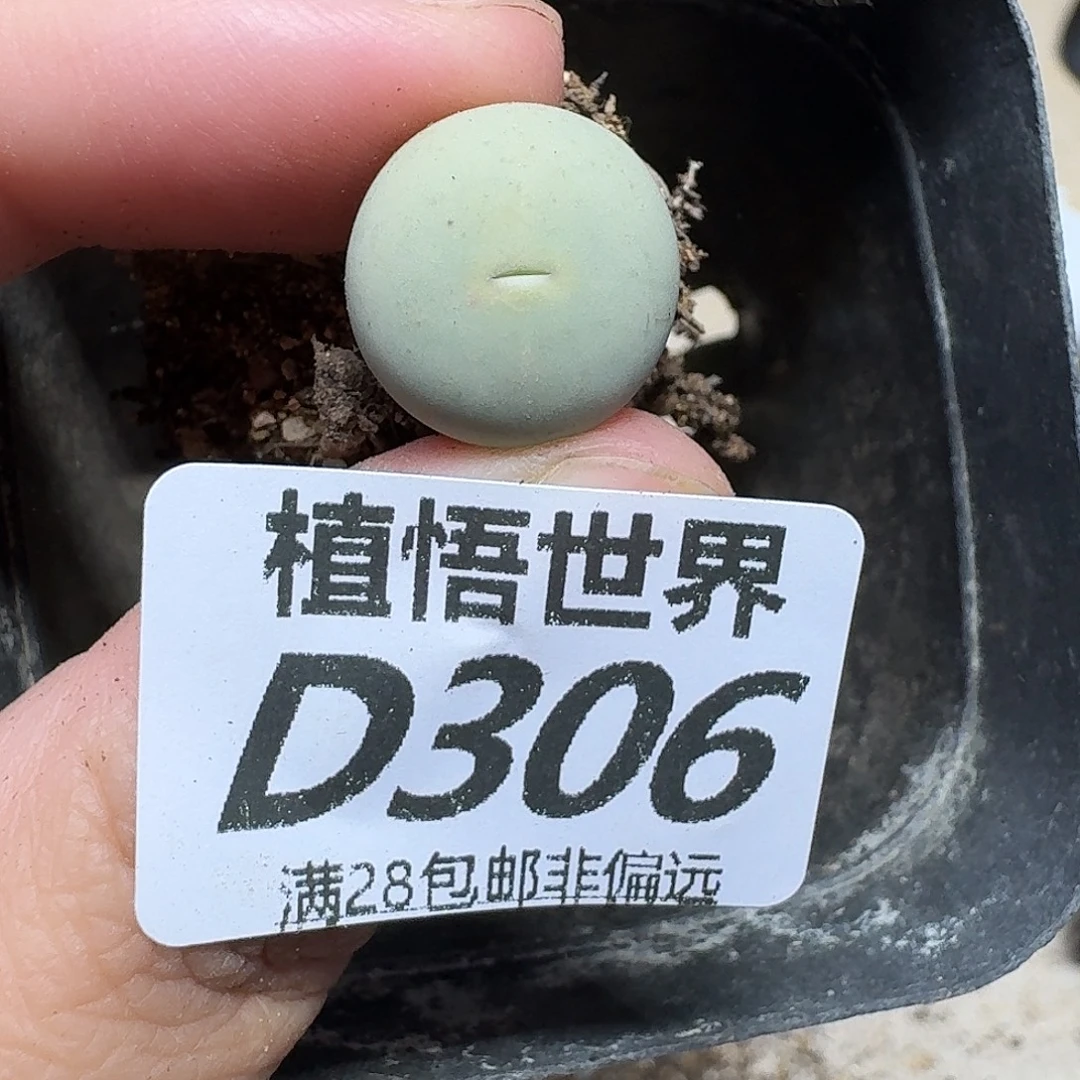 多肉植物的啊发姑姑n