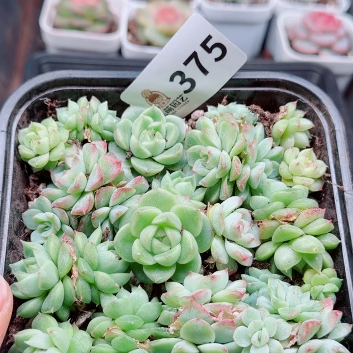 多肉植物多肉植物