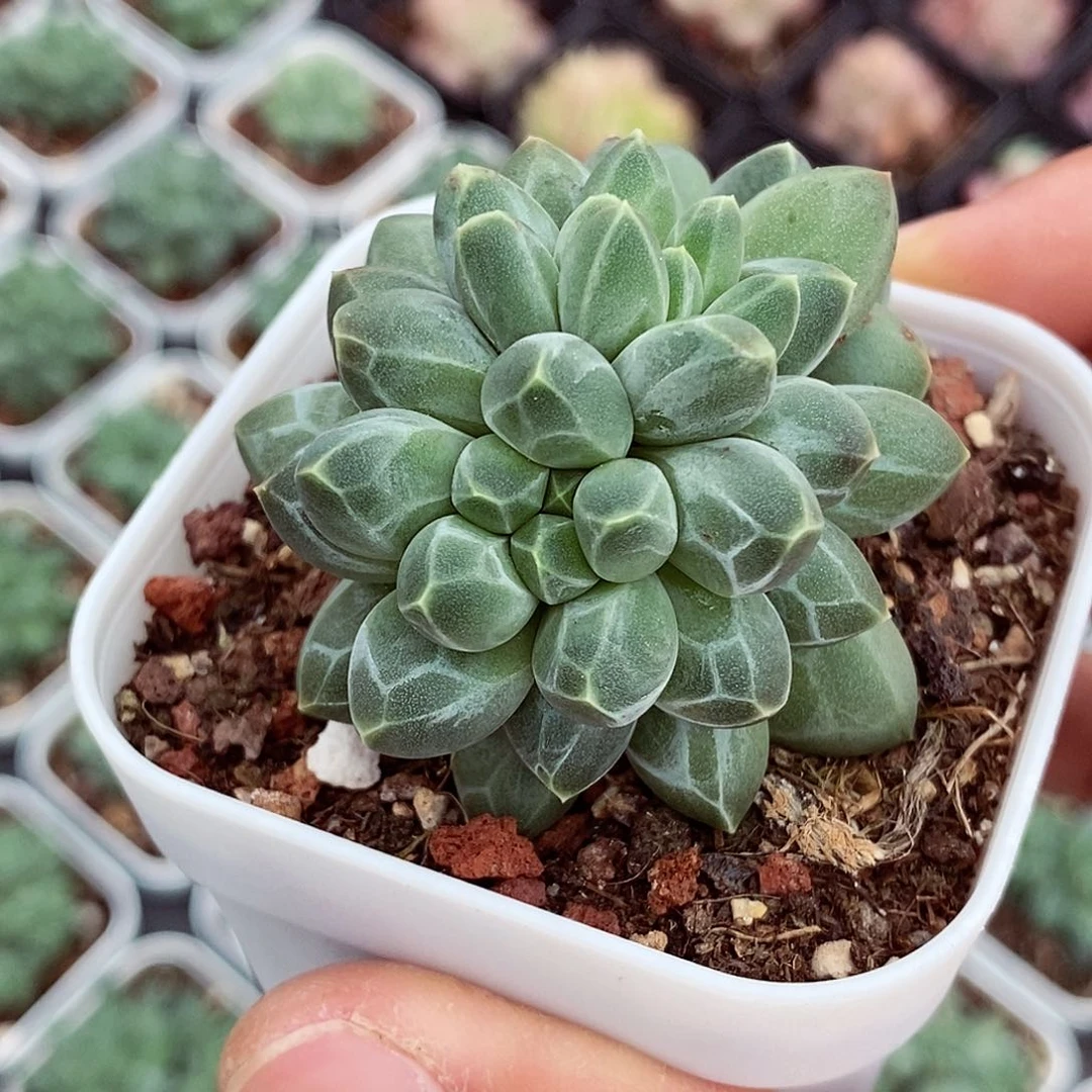 南非钻石5-6cm多肉植物