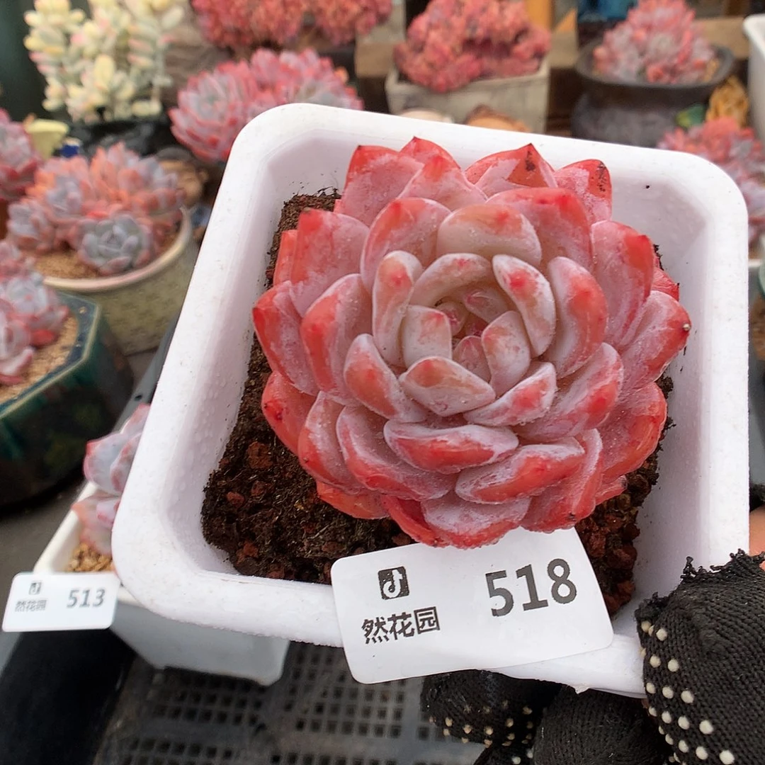 518雪天使多肉植物6666