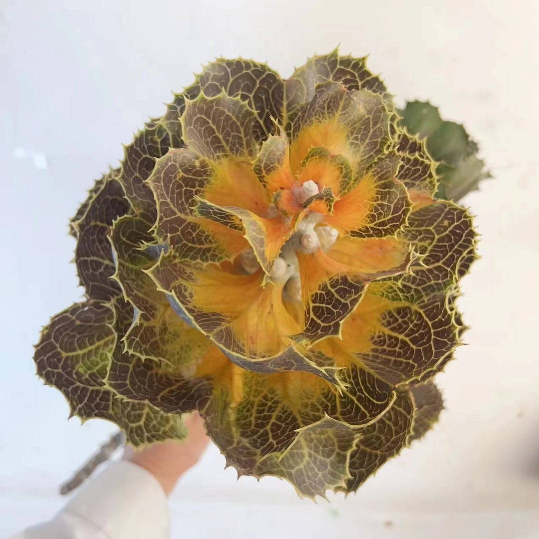 兰姐的一花一瓶【维多利亚花材】可做干花 昆明基地直发