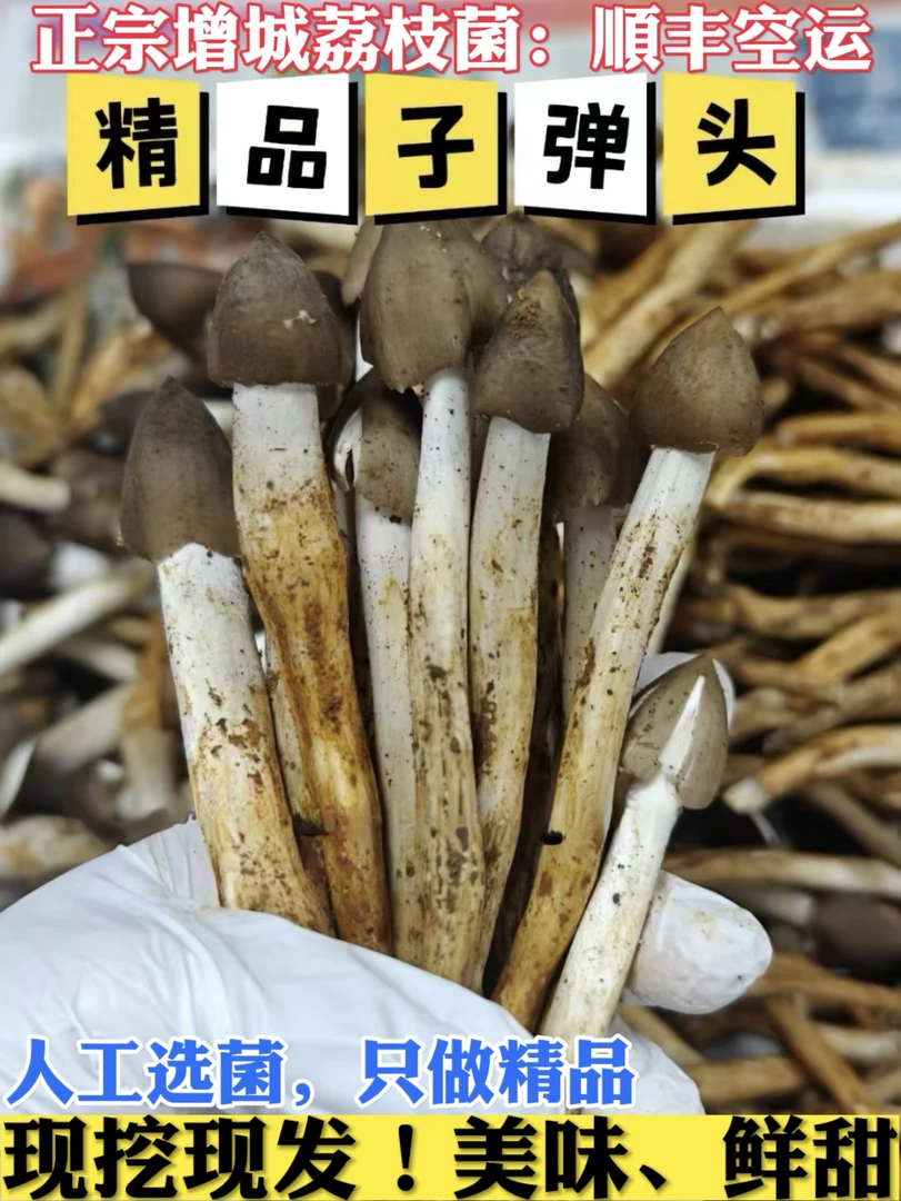 云南的高山鸡枞菌或增城正宗荔枝菌！骨朵/子弹头和半开任选，包邮！