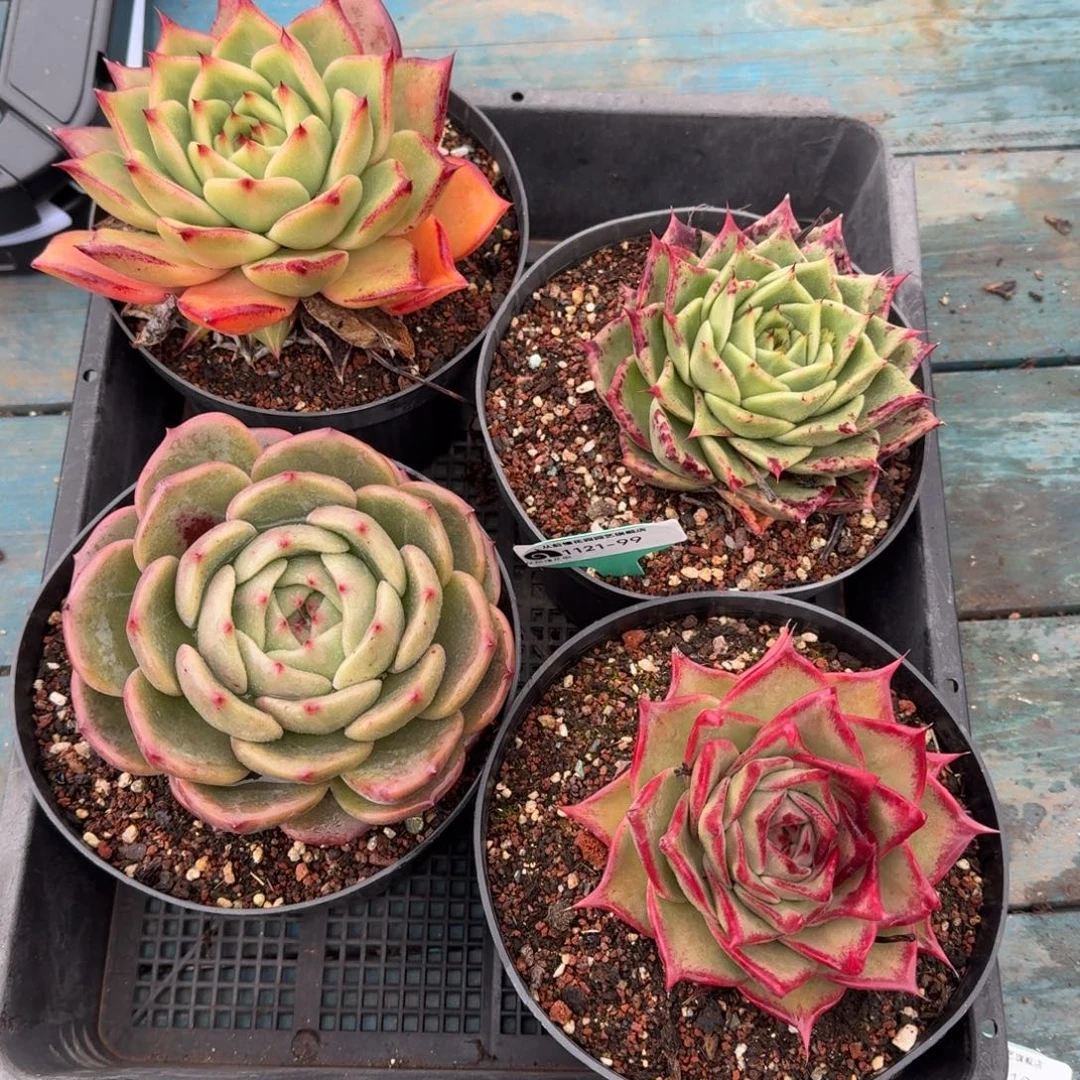 从前慢多肉精选编号1121.99